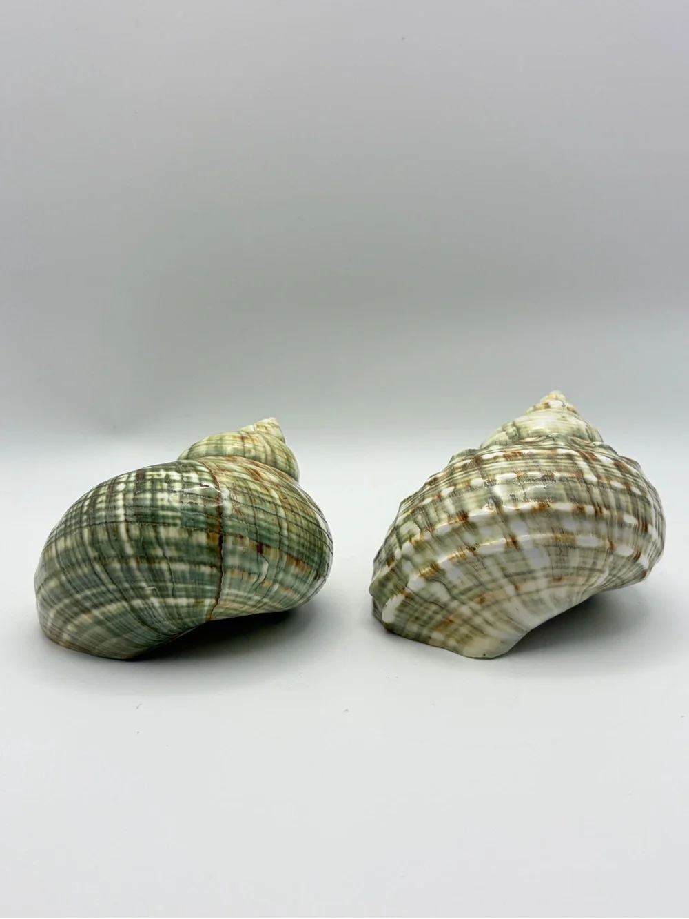 Z Gallerie Polished Green Turbo Turban Shells 4” Beach Coastal Chic Decor 2pc
